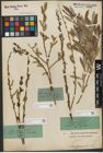Foto von Salix purpurea L.